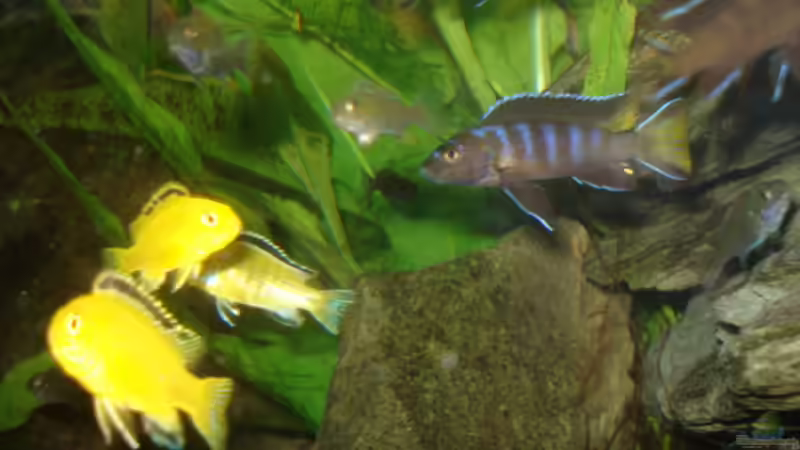 Besatz im Aquarium 112l Aufzuchtsaquarium von Lukas Szewczyk (21)