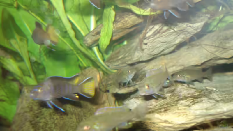 Besatz im Aquarium 112l Aufzuchtsaquarium von Lukas Szewczyk (22)