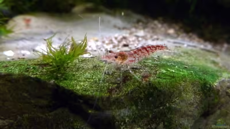 Besatz im Aquarium 112l Tief im Dunkel von -serok- (7)