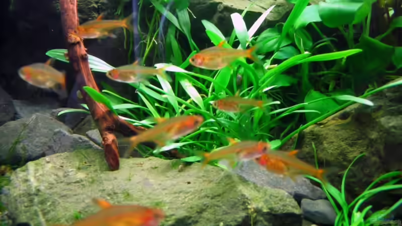 Besatz im Aquarium 112l Tief im Dunkel von -serok- (8)