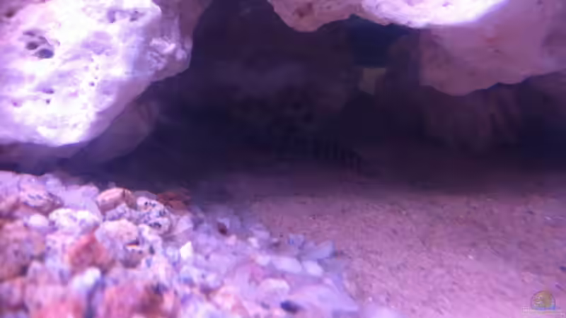 Besatz im Aquarium 120 Liter Roter von Rio von Patrick S. (11)