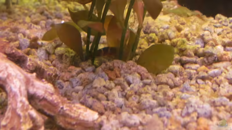 Besatz im Aquarium 120 Liter Roter von Rio von Patrick S. (12)