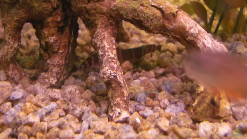 Besatz im Aquarium 120 Liter Roter von Rio von Patrick S. (13)