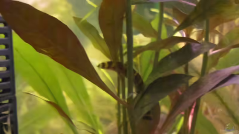 Besatz im Aquarium 120 Liter Roter von Rio von Patrick S. (14)