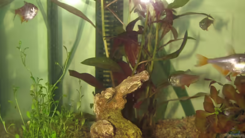 Besatz im Aquarium 120 Liter Roter von Rio von Patrick S. (9)