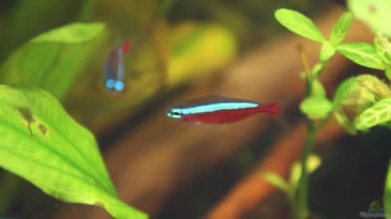 Besatz im Aquarium 126l Südamerika von A. Twele (23)