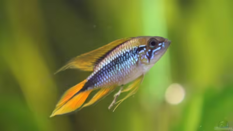 Besatz im Aquarium 126l Südamerika von A. Twele (25)