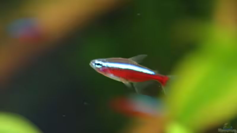 Besatz im Aquarium 126l Südamerika von A. Twele (26)