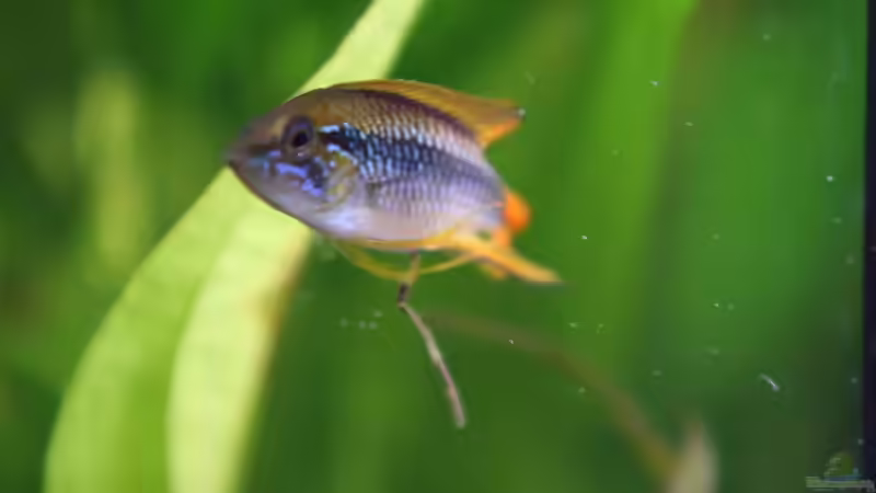 Besatz im Aquarium 126l Südamerika von A. Twele (28)