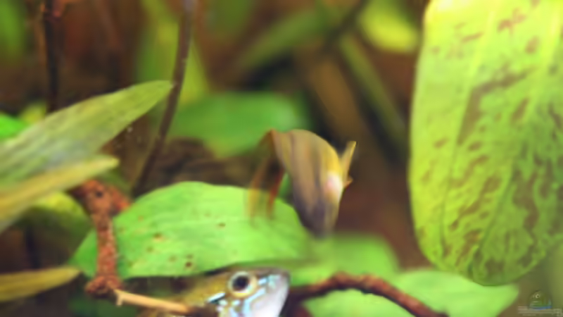 Besatz im Aquarium 126l Südamerika von A. Twele (29)