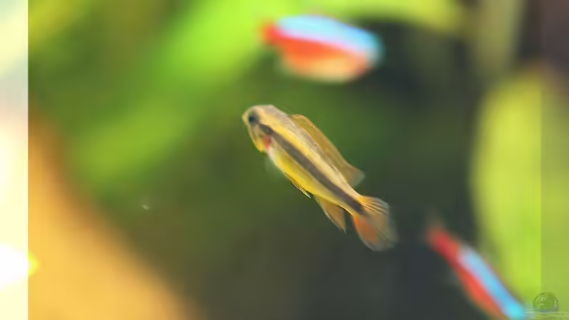 Besatz im Aquarium 126l Südamerika von A. Twele (30)