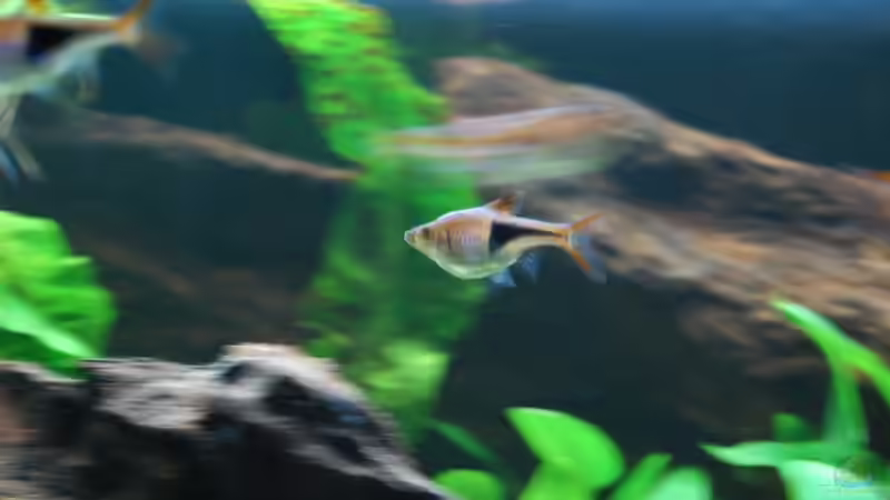 Besatz im Aquarium 130cm Asiatisches Flachwasser-Biotop von Berlin42 (54)