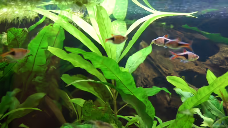 Besatz im Aquarium 130cm Asiatisches Flachwasser-Biotop von Berlin42 (55)