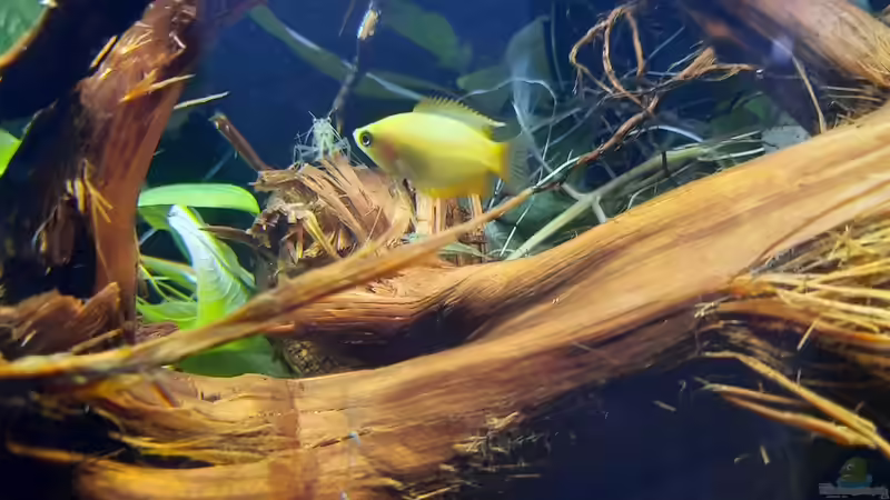 Besatz im Aquarium 130cm Asiatisches Flachwasser-Biotop von Berlin42 (61)