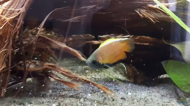 Besatz im Aquarium 130cm Asiatisches Flachwasser-Biotop von Berlin42 (62)