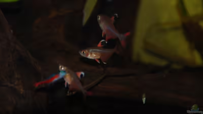 Besatz im Aquarium 133er von Cichlid Power (14)