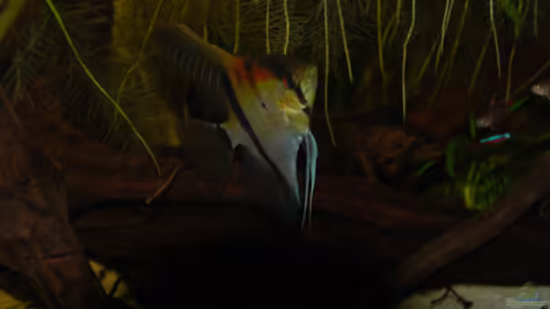 Besatz im Aquarium 133er von Cichlid Power (15)