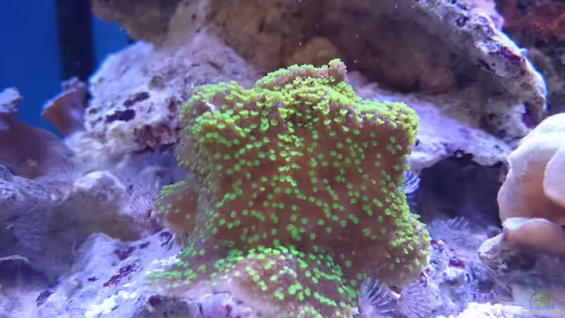 Besatz im Aquarium 140 Liter Meerwasseraquarium von WittaMine (41)