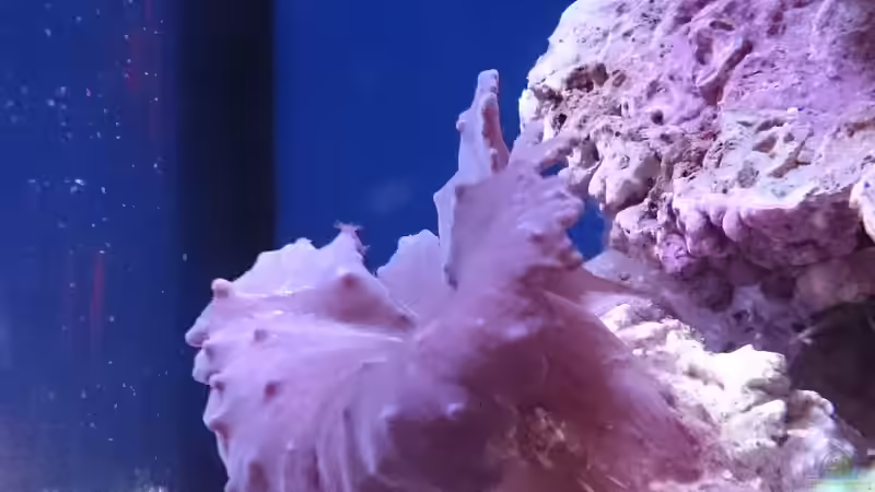 Besatz im Aquarium 140 Liter Meerwasseraquarium von WittaMine (62)