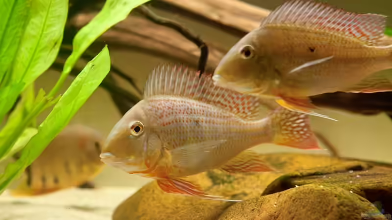 Besatz im Aquarium 1600 Liter Erdfresserbecken (abgebaut) von Rene Dietzel (10)