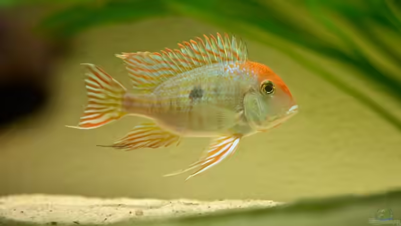 Besatz im Aquarium 1600 Liter Erdfresserbecken (abgebaut) von Rene Dietzel (11)