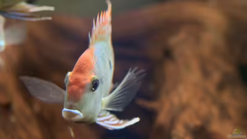Besatz im Aquarium 1600 Liter Erdfresserbecken (abgebaut) von Rene Dietzel (12)