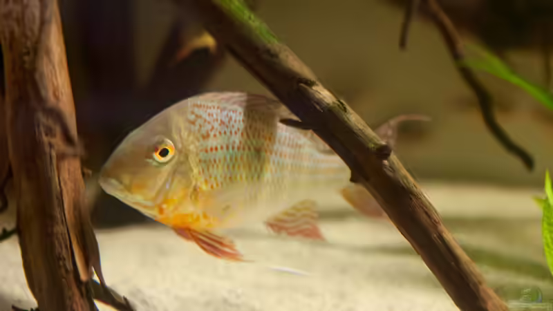 Besatz im Aquarium 1600 Liter Erdfresserbecken (abgebaut) von Rene Dietzel (5)
