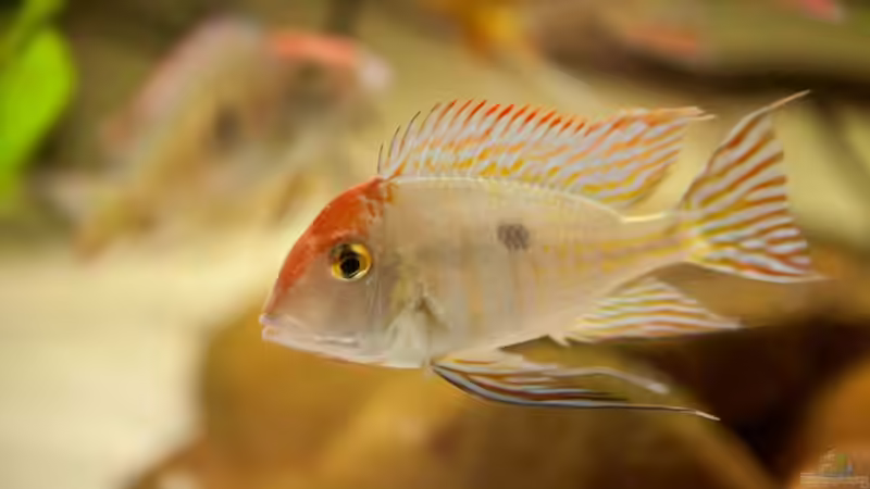 Besatz im Aquarium 1600 Liter Erdfresserbecken (abgebaut) von Rene Dietzel (7)