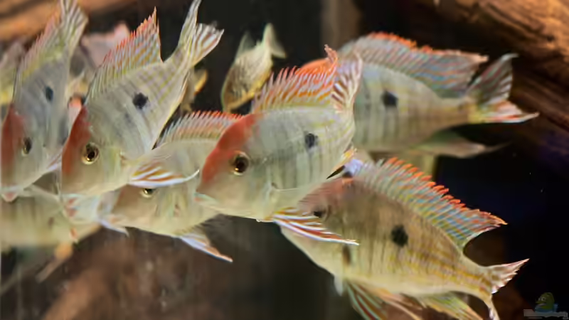 Besatz im Aquarium 1600 Liter Erdfresserbecken (abgebaut) von Rene Dietzel (8)