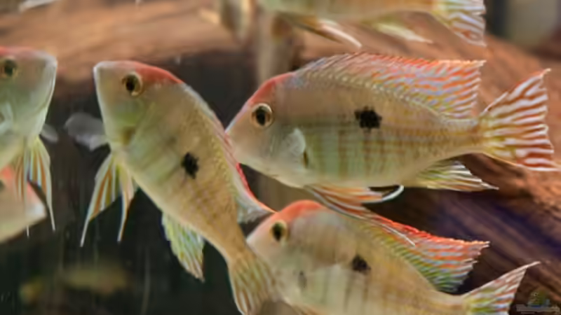 Besatz im Aquarium 1600 Liter Erdfresserbecken (abgebaut) von Rene Dietzel (9)