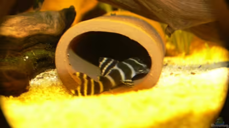 Besatz im Aquarium 160L von Lexterpower (18)