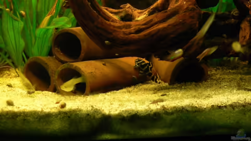 Besatz im Aquarium 160L von Lexterpower (20)