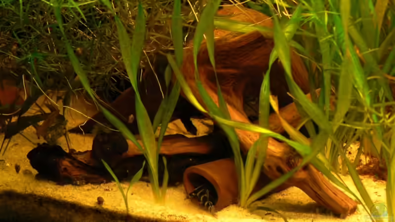 Besatz im Aquarium 160L von Lexterpower (21)