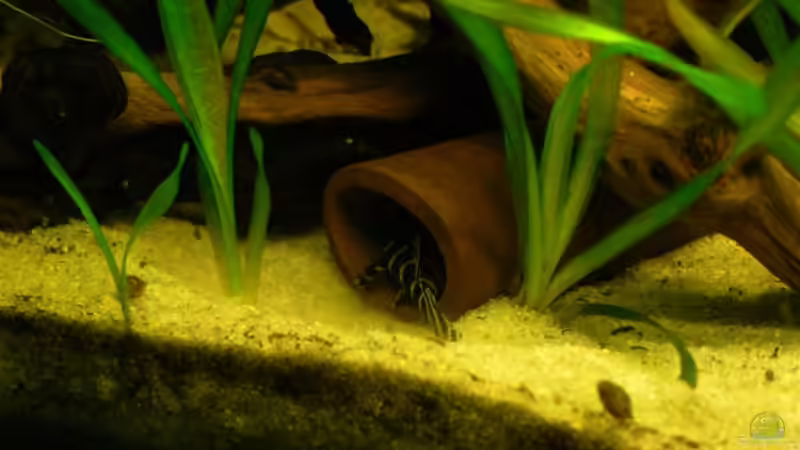 Besatz im Aquarium 160L von Lexterpower (22)