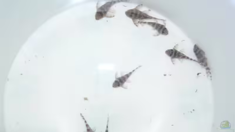 Besatz im Aquarium 160L von Lexterpower (23)