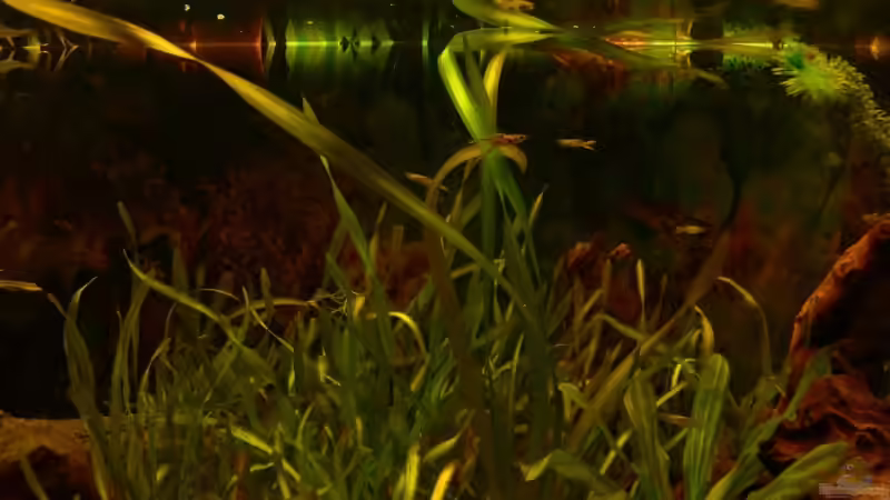 Besatz im Aquarium 160L von Lexterpower (24)