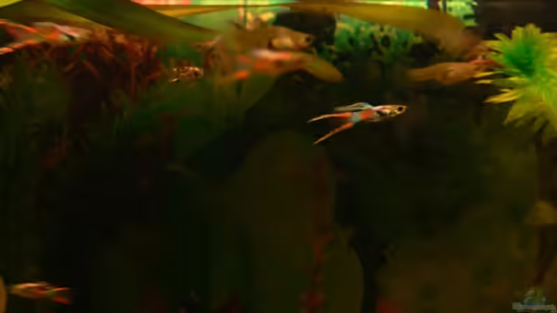 Besatz im Aquarium 160L von Lexterpower (25)