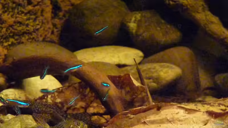 Besatz im Aquarium 190er Roots &amp; stones von Steffen S. (24)