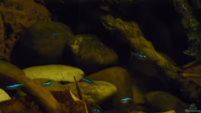 Besatz im Aquarium 190er Roots &amp; stones von Steffen S. (25)