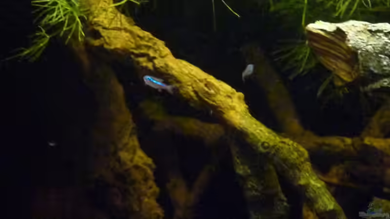 Besatz im Aquarium 190er Roots &amp; stones von Steffen S. (26)