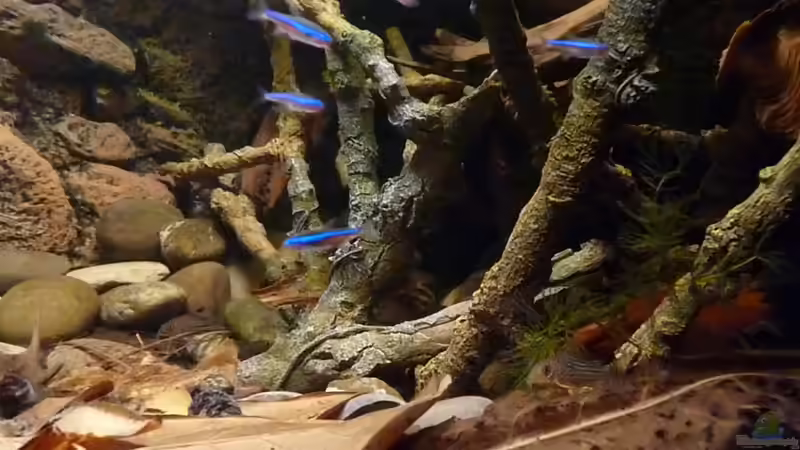 Besatz im Aquarium 190er Roots &amp; stones von Steffen S. (30)