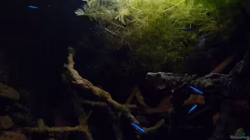 Besatz im Aquarium 190er Roots &amp; stones von Steffen S. (33)