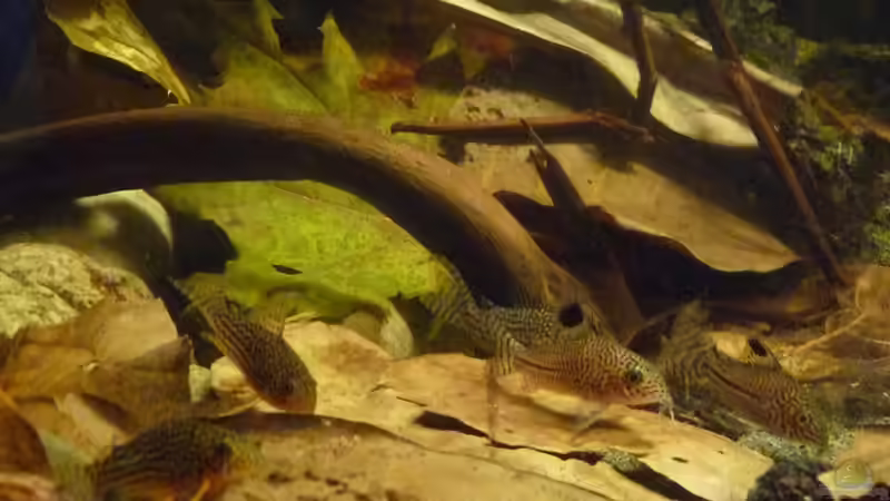 Besatz im Aquarium 190er Roots &amp; stones von Steffen S. (35)