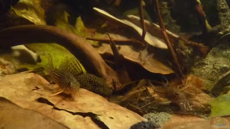 Besatz im Aquarium 190er Roots &amp; stones von Steffen S. (37)