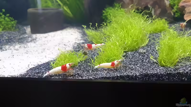 Besatz im Aquarium 1st Scape von Björn Wanjelik (10)
