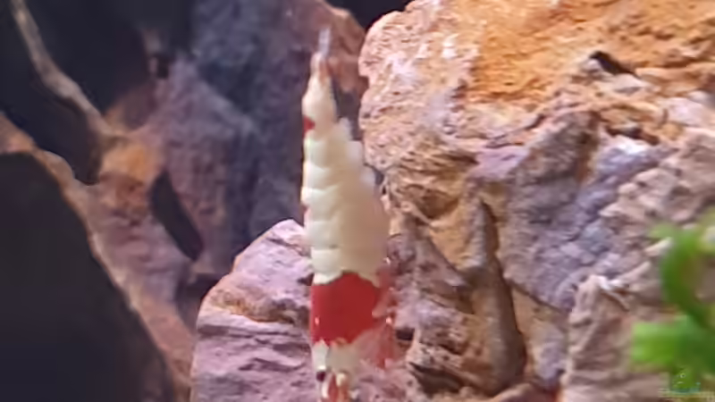 Besatz im Aquarium 1st Scape von Björn Wanjelik (11)