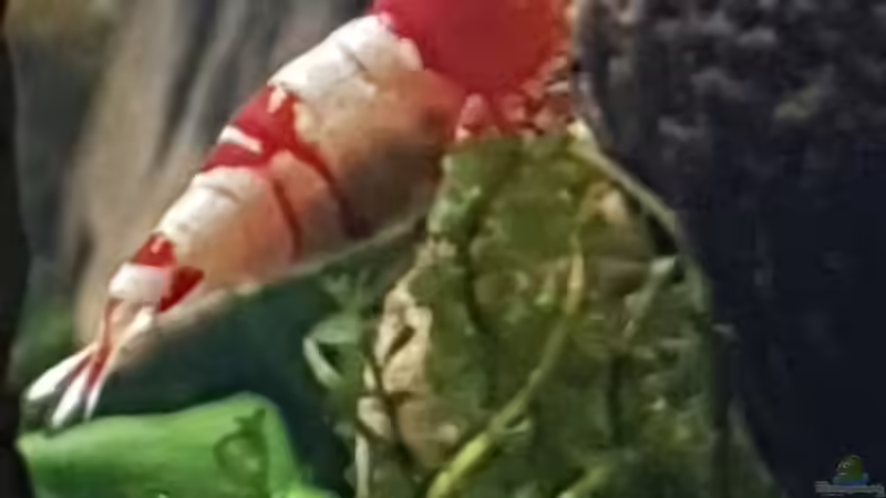 Besatz im Aquarium 1st Scape von Björn Wanjelik (12)