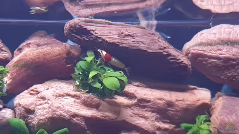 Besatz im Aquarium 1st Scape von Björn Wanjelik (13)