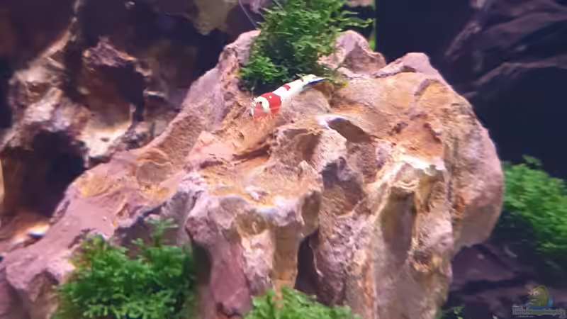 Besatz im Aquarium 1st Scape von Björn Wanjelik (9)