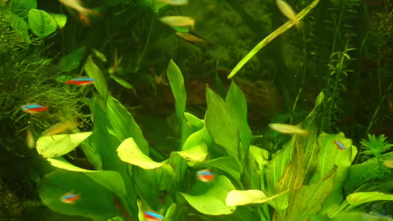 Besatz im Aquarium 2. Becken von Frank Krüger (16)